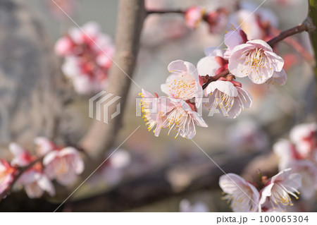 早春の花　梅の花 100065304