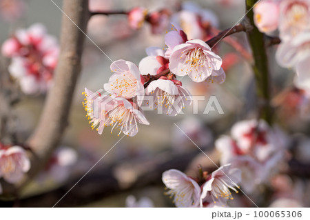 早春の花　梅の花 100065306