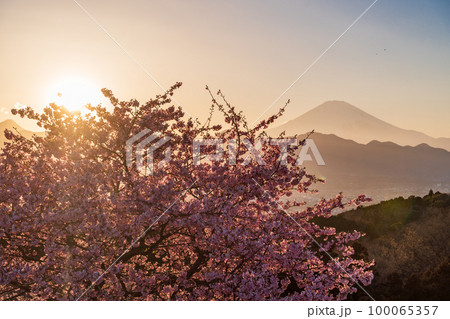 （神奈川県）河津桜咲くおおいゆめの里から富士山を望む　夕陽 100065357