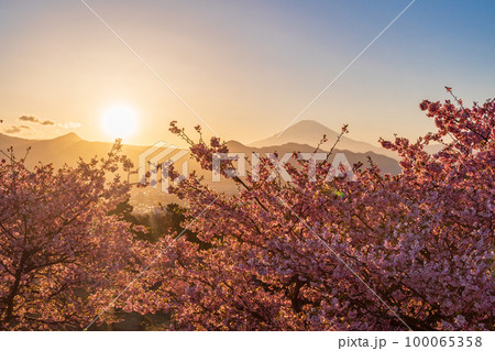 （神奈川県）河津桜咲くおおいゆめの里から富士山を望む　夕陽 100065358