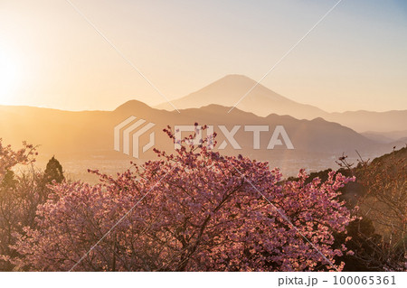(神奈川県)河津桜咲くおおいゆめの里から富士山を望む 夕陽 (神奈川県)河津桜咲くおおいゆめの里から富士山を望む 夕陽 100065361