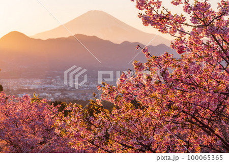 （神奈川県）河津桜咲くおおいゆめの里から富士山を望む　夕陽 100065365