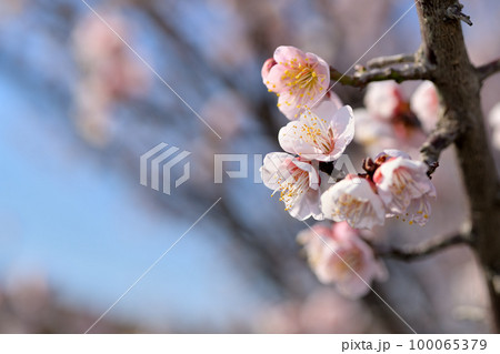 早春の花 梅の花 早春の花 梅の花 100065379