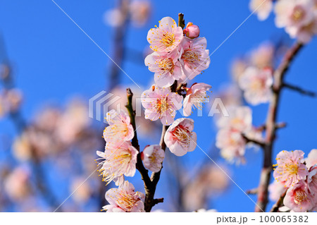 早春の花 梅の花 早春の花 梅の花 100065382