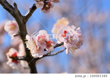 早春の花　梅の花 100065389