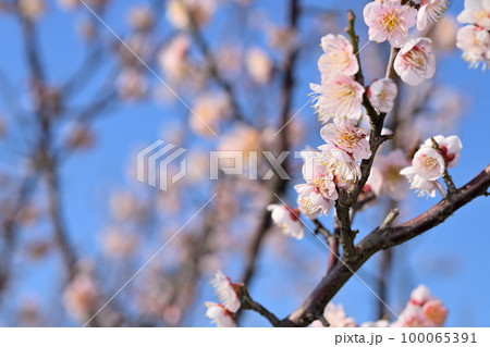 早春の花　梅の花 100065391
