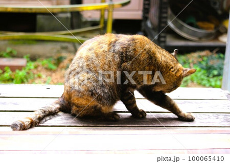 庭に来たのら猫 100065410