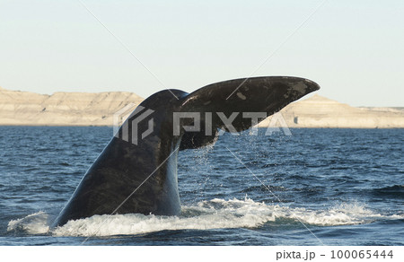 Male elephant seal,  Patagonia, Argentina 100065444