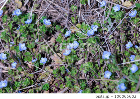 小さく可愛い人気の花イヌフグリ 100065602