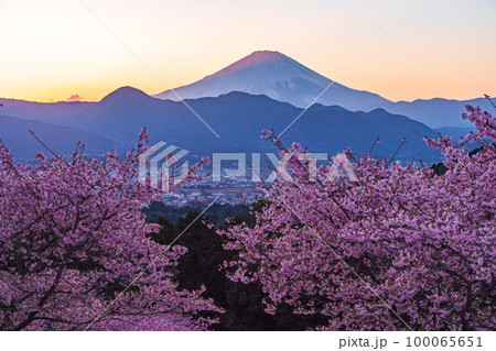 （神奈川県）河津桜咲くおおいゆめの里から富士山を望む　日没 100065651