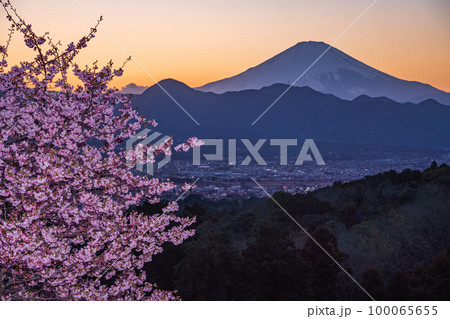 (神奈川県)河津桜咲くおおいゆめの里から富士山を望む 日没 (神奈川県)河津桜咲くおおいゆめの里から富士山を望む 日没 100065655
