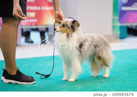 Merle the Shetland Shepherd in the rack at the dog show 100065679