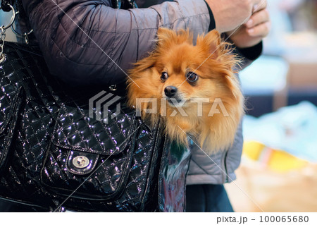 a small Pomeranian dog in a travel bag. Miniature dog house a small Pomeranian dog in a travel bag. Miniature dog house 100065680