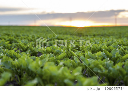 Rows of young fresh beet leaves. Beetroot plants growing in a fertile soil on a field. Cultivation of beet. Agriculture. 100065754