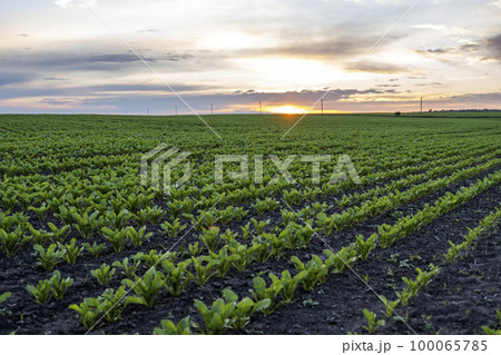Young green sugar beet leaves in the agricultural beet field in the evening sunset. Agriculture. Young green sugar beet leaves in the agricultural beet field in the evening sunset. Agriculture. 100065785