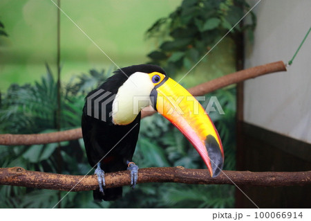 大きなクチバシをもつ花鳥園の人気者のオオオニハシ 100066914