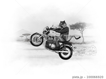 Tiger on a motorcycle, alternative animal life. Tiger on a motorcycle, alternative animal life. 100066920