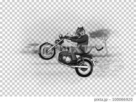 Tiger on a motorcycle, alternative animal life. Tiger on a motorcycle, alternative animal life. 100066920