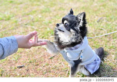 チワワと散歩　トレーニングする女性　オスワリ　お手 100066945