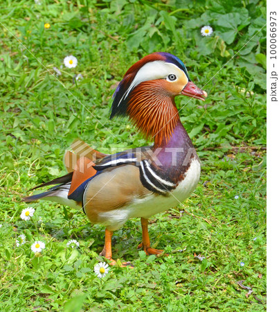 Mandarin duck in flowery meadow 100066973