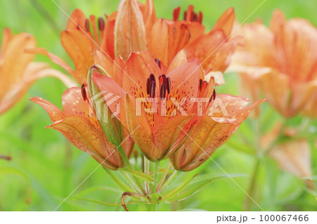 北海道キムアネップ岬に咲く夏の花「エゾスカシユリ」 100067466