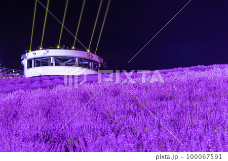 北海道上富良野の日の出公園で行われるラベンダーフェスタの風景 100067591