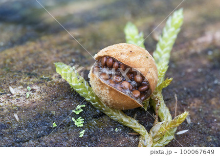 Pea-shaped bird's nest fungus (Nidularia deformis) 100067649