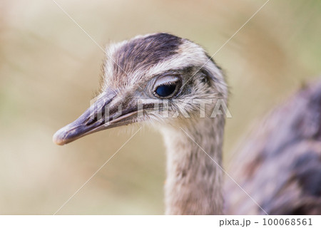 Ostrich head close up, autumn weather park outdoors Ostrich head close up, autumn weather park outdoors 100068561
