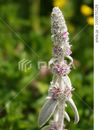Plant with fleecy leaves Stachis Woolly - Sheep ears - Chistets Byzantine 100070126