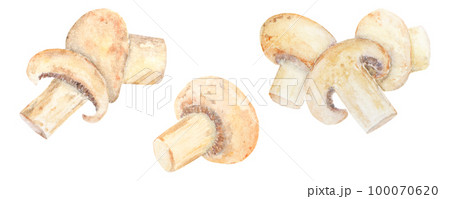 Watercolor illustration of mushroom. Isolated on white champignon 100070620