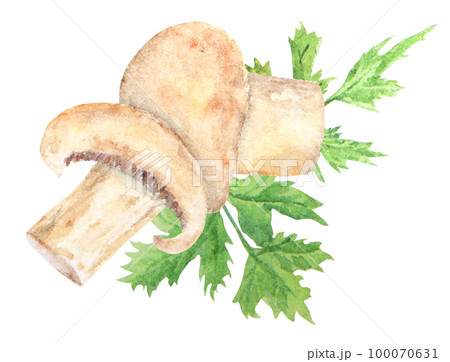 Watercolor hand drawn illustration of mushroom. Champignon and parsley Watercolor hand drawn illustration of mushroom. Champignon and parsley 100070631