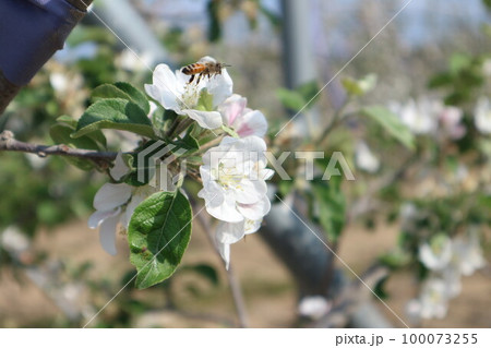 リンゴの花 春 万 100073255