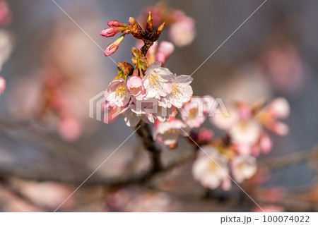 【カンザクラ】徳島中央公園の蜂須賀桜 100074022
