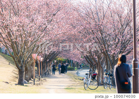 【カンザクラ】徳島中央公園の蜂須賀桜 【カンザクラ】徳島中央公園の蜂須賀桜 100074030