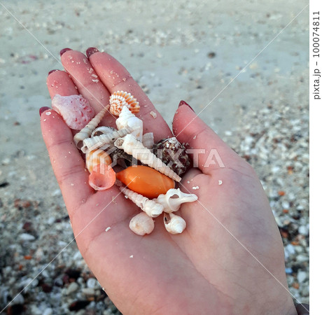 Seashells on the Persian Gulf Seashells on the Persian Gulf 100074811