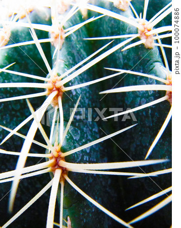 Spike and needle cacti Spike and needle cacti 100074886