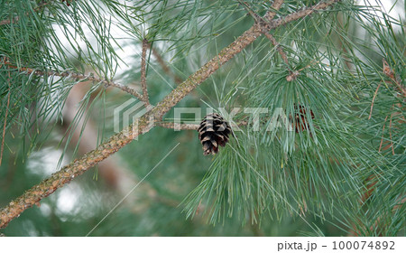 Old cones of coniferous tree hang on branches 100074892