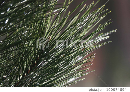 Coniferous tree branch with drops of ross - close-up Coniferous tree branch with drops of ross - close-up 100074894