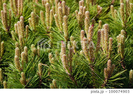 Coniferous tree branch with young shoots of green needles 100074903