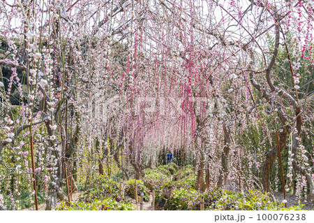 大草山 昇竜しだれ梅園 (静岡県浜松市) 大草山 昇竜しだれ梅園 (静岡県浜松市) 100076238
