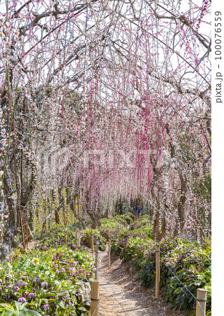 大草山 昇竜しだれ梅園 (静岡県浜松市) 大草山 昇竜しだれ梅園 (静岡県浜松市) 100076559