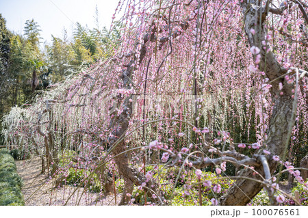 大草山 昇竜しだれ梅園 (静岡県浜松市) 100076561