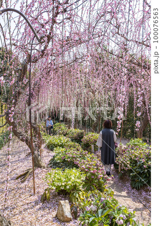 大草山 昇竜しだれ梅園 (静岡県浜松市) 100076563