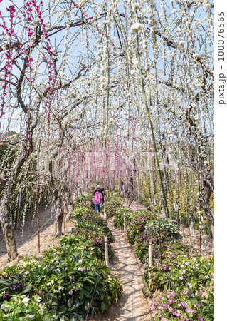大草山 昇竜しだれ梅園 (静岡県浜松市) 100076565