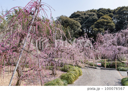 大草山 昇竜しだれ梅園 (静岡県浜松市) 100076567
