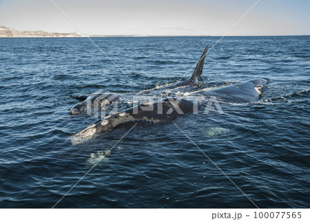 Southern Right whale  swimming on the surface, 100077565