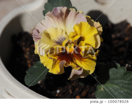 種から育てたフリルパンジー 100078026