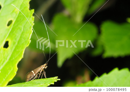 ホソオビヒゲナガ（オス） 100078495