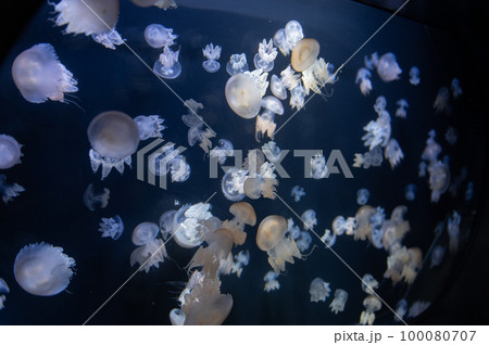 くらげプカプカ くらげプカプカ 100080707