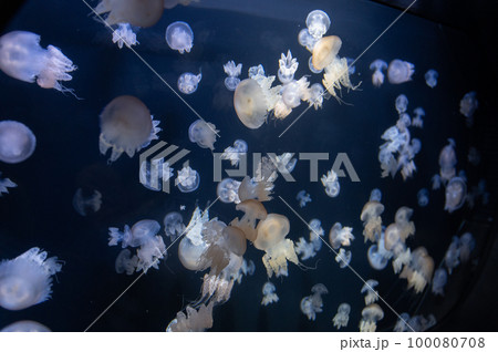 くらげプカプカ　　 100080708